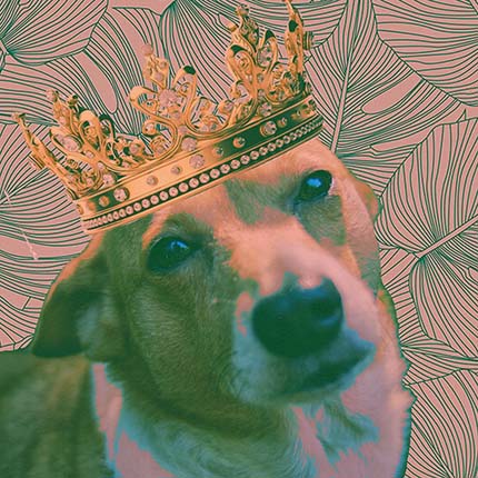 Pets & Animals