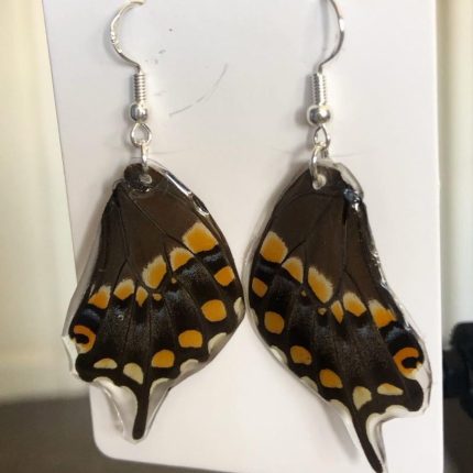 Exotic butterfly wing earrings