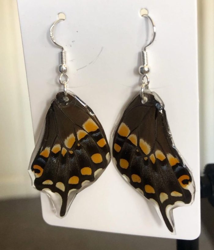 Exotic butterfly wing earrings