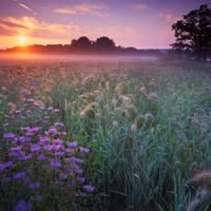 Profile photo of dennisj